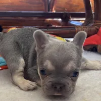 Price drop Lilac /Tan points Nick, a male French Bulldog for sale in Paola, KS – Photo 7 of 10