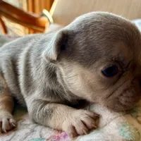 Price drop Lilac /Tan points Nick, a male French Bulldog for sale in Paola, KS – Photo 5 of 10