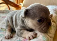 Lilac /Tan points Nick, a male French Bulldog for sale in Paola, KS – Photo 1 of 7