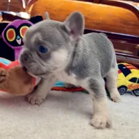 Price drop Lilac /Tan points Nick, a male French Bulldog for sale in Paola, KS – Photo 3 of 10
