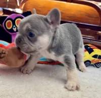 Lilac /Tan points Nick, a male French Bulldog for sale in Paola, KS – Photo 3 of 7