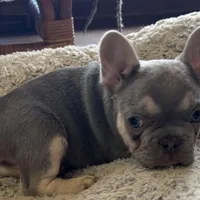 Price drop Lilac /Tan points Nick, a male French Bulldog for sale in Paola, KS – Photo 2 of 10