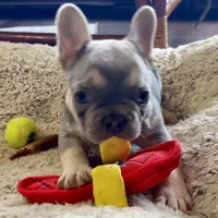 Price drop Lilac /Tan points Nick, a male French Bulldog for sale in Paola, KS – Photo 6 of 10