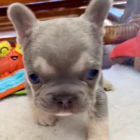 Price drop Lilac /Tan points Nick, a male French Bulldog for sale in Paola, KS – Photo 4 of 10