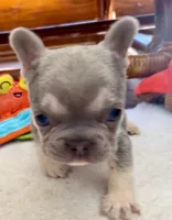 Lilac /Tan points Nick, a male French Bulldog for sale in Paola, KS – Photo 2 of 7