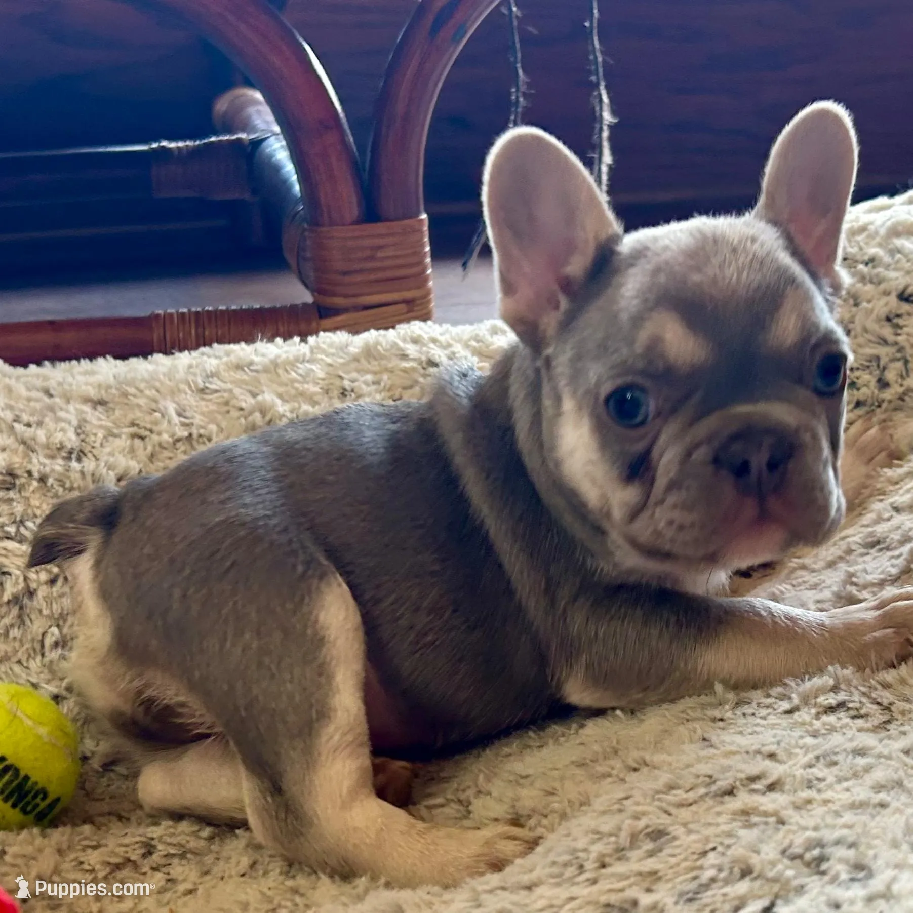 Lilac /Tan points Nick