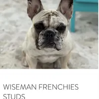 Price drop Puka Blue, a male French Bulldog for sale in Kansas City, MO – Photo 3 of 5