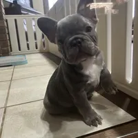 Price drop Puka Blue, a male French Bulldog for sale in Kansas City, MO – Photo 1 of 5