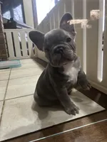 Puka Blue, a male French Bulldog for sale in Paola, KS – Photo 1 of 5