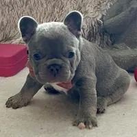 Price drop Puka Blue, a male French Bulldog for sale in Kansas City, MO – Photo 2 of 5