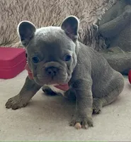 Puka Blue, a male French Bulldog for sale in Paola, KS – Photo 2 of 5