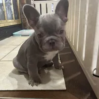 Price drop Puka Blue, a male French Bulldog for sale in Kansas City, MO – Photo 5 of 5
