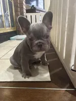 Puka Blue, a male French Bulldog for sale in Paola, KS – Photo 5 of 5