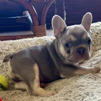 Lilac w Tan Points Grace, a female French Bulldog for sale in Kansas City, MO – Photo 4 of 10