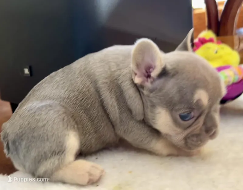 Lilac w Tan Points Grace