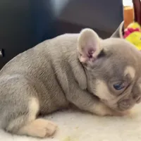 Lilac w Tan Points Grace, a female French Bulldog for sale in Kansas City, MO – Photo 10 of 10