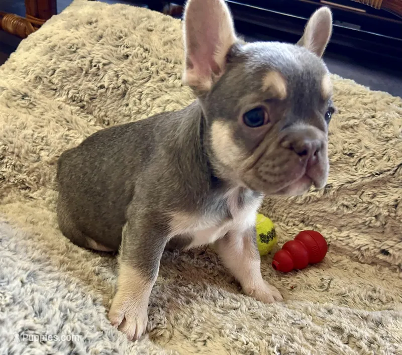 Lilac w Tan Points Grace