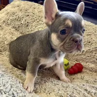 Lilac w Tan Points Grace, a female French Bulldog for sale in Kansas City, MO – Photo 1 of 10