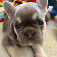 Lilac w Tan Points Grace, a female French Bulldog for sale in Kansas City, MO – Photo 5 of 10