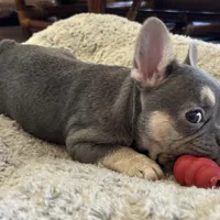 Lilac w Tan Points Grace, a female French Bulldog for sale in Kansas City, MO – Photo 2 of 10