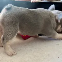 Lilac w Tan Points Grace, a female French Bulldog for sale in Kansas City, MO – Photo 6 of 10