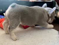 Lilac w Tan Points Grace, a female French Bulldog for sale in Paola, KS – Photo 4 of 7