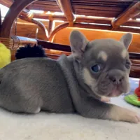 Lilac w Tan Points Grace, a female French Bulldog for sale in Kansas City, MO – Photo 3 of 10
