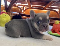 Lilac w Tan Points Grace, a female French Bulldog for sale in Paola, KS – Photo 2 of 7