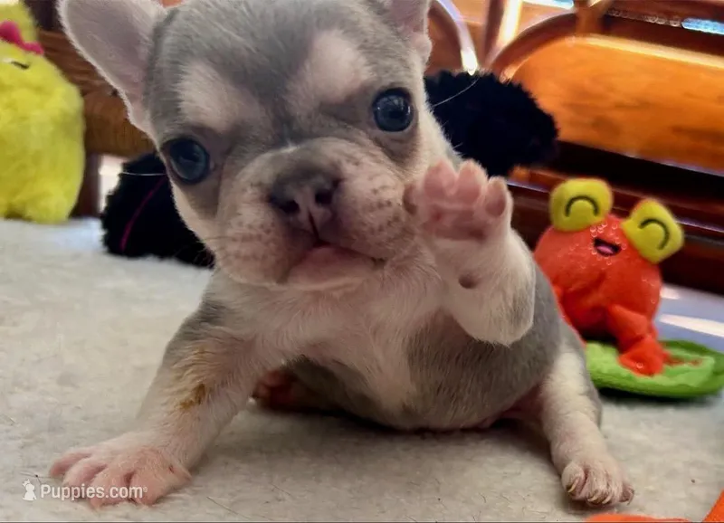 Lilac w Tan Points Faith