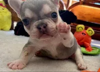 Lilac w Tan Points Faith, a female French Bulldog for sale in Paola, KS – Photo 1 of 6