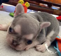 Lilac w Tan Points Faith, a female French Bulldog for sale in Paola, KS – Photo 2 of 6