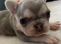 Lilac w Tan Points Faith, a female French Bulldog for sale in Paola, KS – Photo 3 of 6