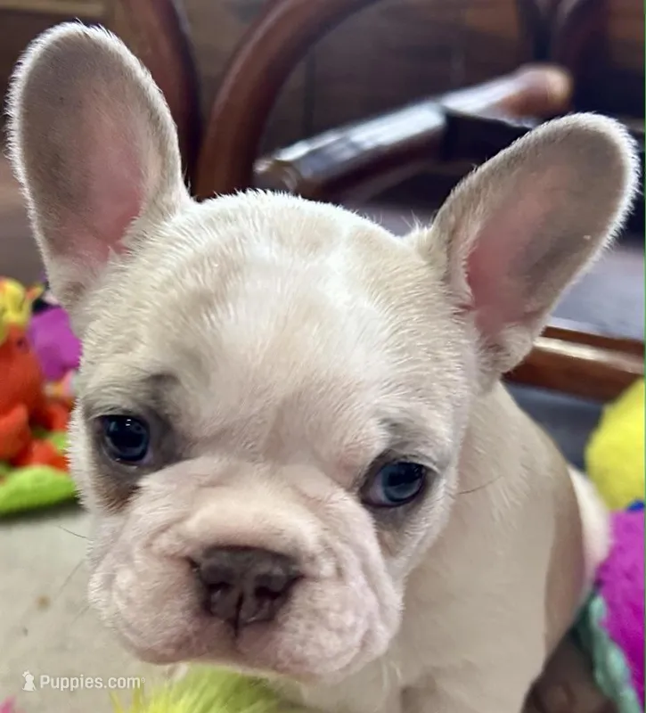 Tan & cream Pied Daisy