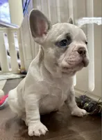 Tan & cream Pied Daisy, a female French Bulldog for sale in Paola, KS – Photo 3 of 7