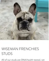 Tan & cream Pied Daisy, a female French Bulldog for sale in Paola, KS – Photo 6 of 7