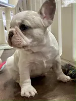 Tan & cream Pied Daisy, a female French Bulldog for sale in Paola, KS – Photo 2 of 7