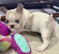 Tan & cream Pied Daisy, a female French Bulldog for sale in Paola, KS – Photo 5 of 7
