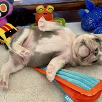 price drop Hope Lilac with tan points, a female French Bulldog for sale in Kansas City, MO – Photo 6 of 9