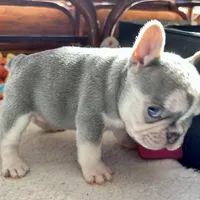 price drop Hope Lilac with tan points, a female French Bulldog for sale in Kansas City, MO – Photo 4 of 9