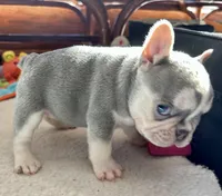 Hope, a female French Bulldog for sale in Paola, KS – Photo 4 of 9