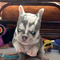 price drop Hope Lilac with tan points, a female French Bulldog for sale in Kansas City, MO – Photo 2 of 9