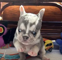 Hope, a female French Bulldog for sale in Paola, KS – Photo 2 of 9