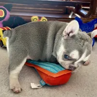 price drop Hope Lilac with tan points, a female French Bulldog for sale in Kansas City, MO – Photo 3 of 9