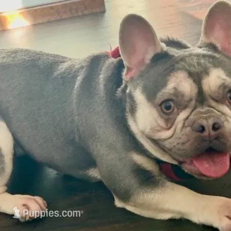 Hope, a female French Bulldog for sale in Paola, KS – Photo 8 of 9