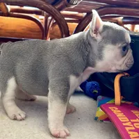 price drop Hope Lilac with tan points, a female French Bulldog for sale in Kansas City, MO – Photo 5 of 9