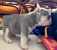 Hope, a female French Bulldog for sale in Paola, KS – Photo 5 of 9