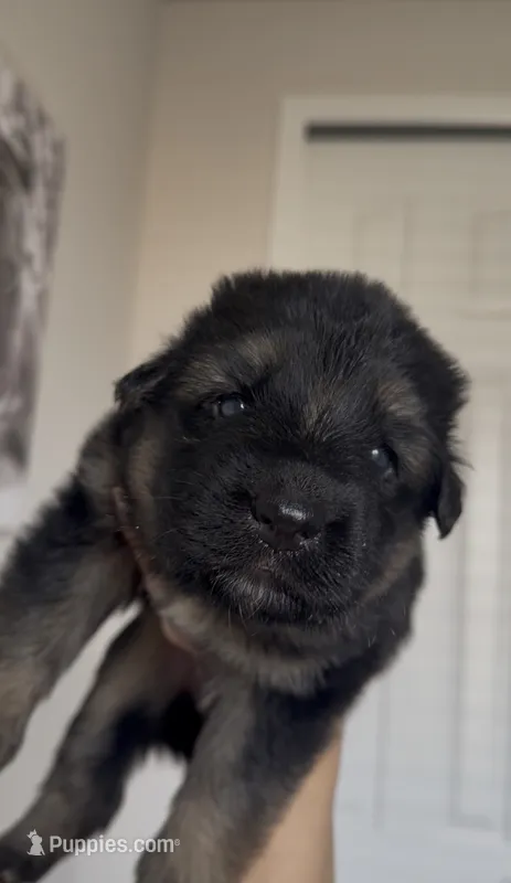 Sunflower – German Shepherd Dog puppy for sale in Denver, CO