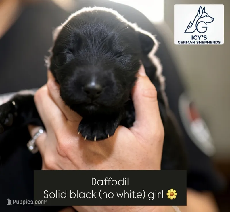 Daffodil  – German Shepherd Dog puppy for sale in Denver, CO