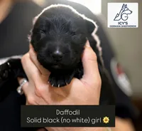 Daffodil , a female German Shepherd Dog for sale in Denver, CO – 1 of 4