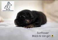 Sunflower, a female German Shepherd Dog for sale in Denver, CO – 3 of 3